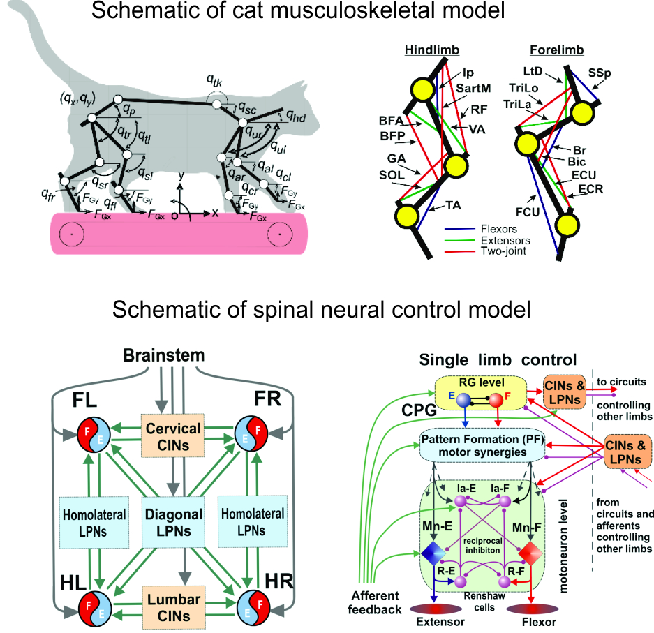 cat model 2