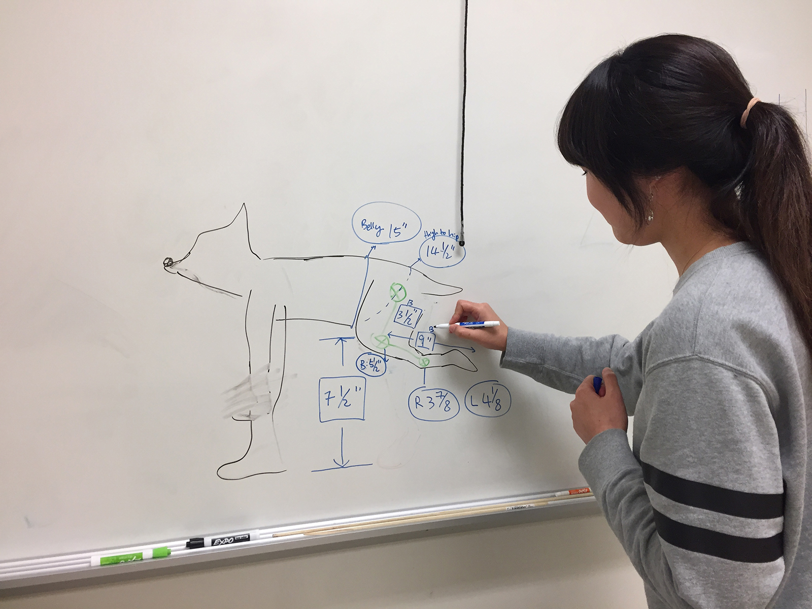 Ryker diagram