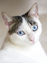 Cat Cat
