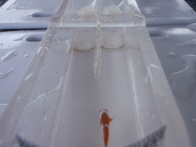 Testing fish in a choice chamber Testing fish in a choice chamber