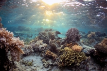 Coral table in Votua
