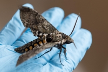 Hummingbird-sized hawk moth Hummingbird-sized hawk moth