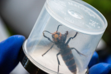 Northern Giant Murder Hornet