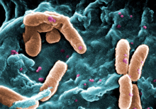 Electron microscope image of bacteria (Photo Janice Carr Wikimedia Commons).jpeg