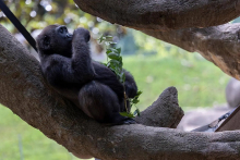 Photo credit: Adam Thompson, Zoo ATL Photo credit: Adam Thompson, Zoo ATL