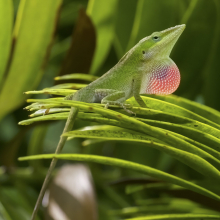 lizard-evolution-feature-thumb.jpg lizard-evolution-feature-thumb.jpg