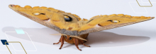 Hawkmoth flight muscles exhibit delayed stretch activation, a hallmark of asynchronous flight. 