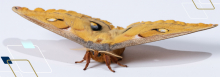 Hawkmoth flight muscles exhibit delayed stretch activation, a hallmark of asynchronous flight. Hawkmoth flight muscles exhibit delayed stretch activation, a hallmark of asynchronous flight.