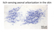 By Yanyan Xing, postdoc researcher in Dr. Liang Han’s lab By Yanyan Xing, postdoc researcher in Dr. Liang Han’s lab