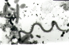Community of marine bacteria and viruses Community of marine bacteria and viruses