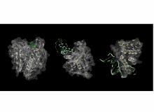 Proteins via Skolnick