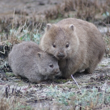 Wombats (Courtesy of Scott Carver)